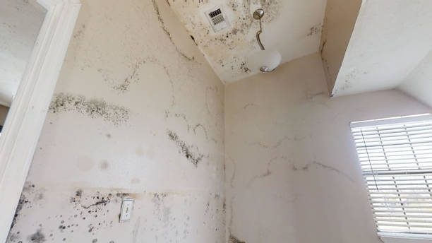 Best Dehumidification Services  in Calhoun Falls, SC