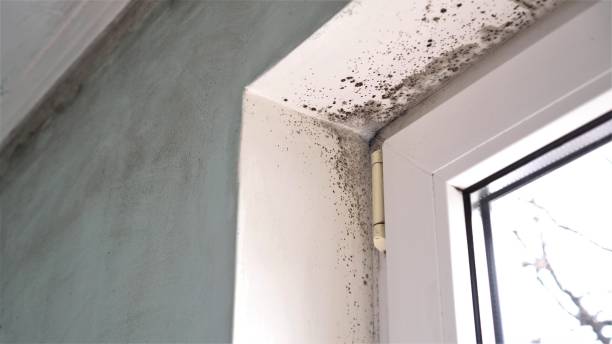 Best HVAC Mold Inspection and Cleaning  in Calhoun Falls, SC