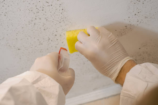 Mold Odor Removal Services in Calhoun Falls, SC