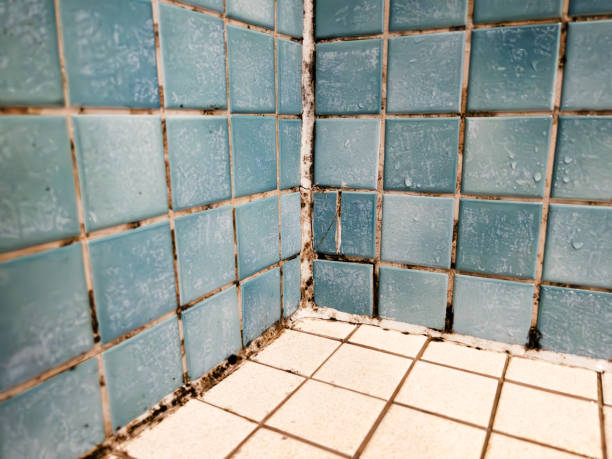 Calhoun Falls, SC Mold Removal Company