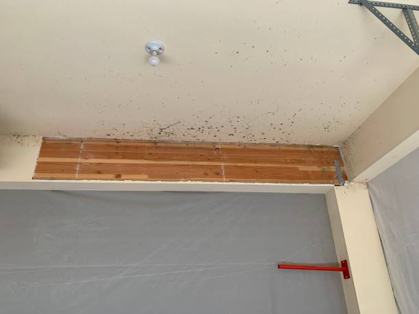 Best Black Mold Removal  in Calhoun Falls, SC